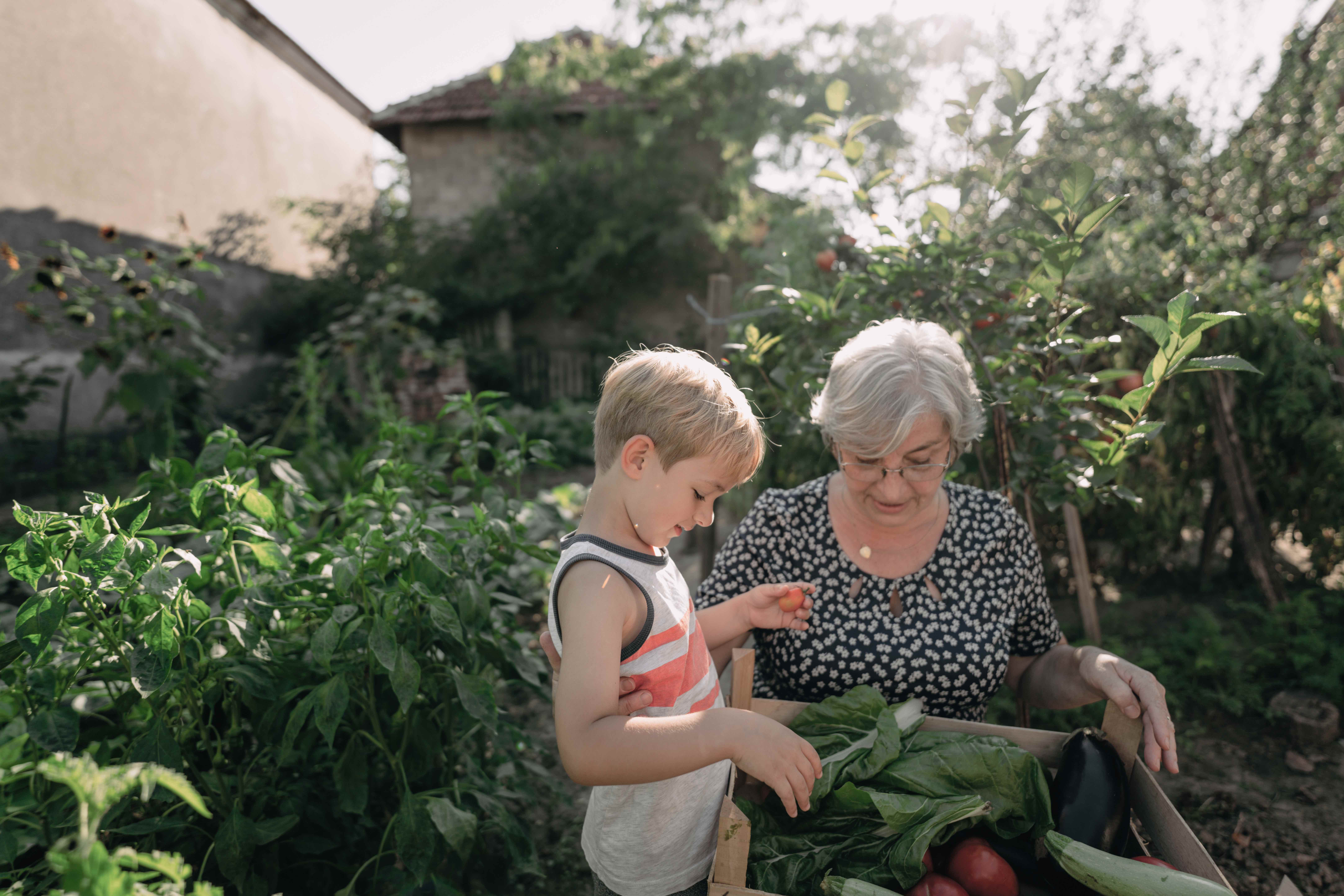 Photo of a little boy and his grandmother picking vegetables in a home organic garden.